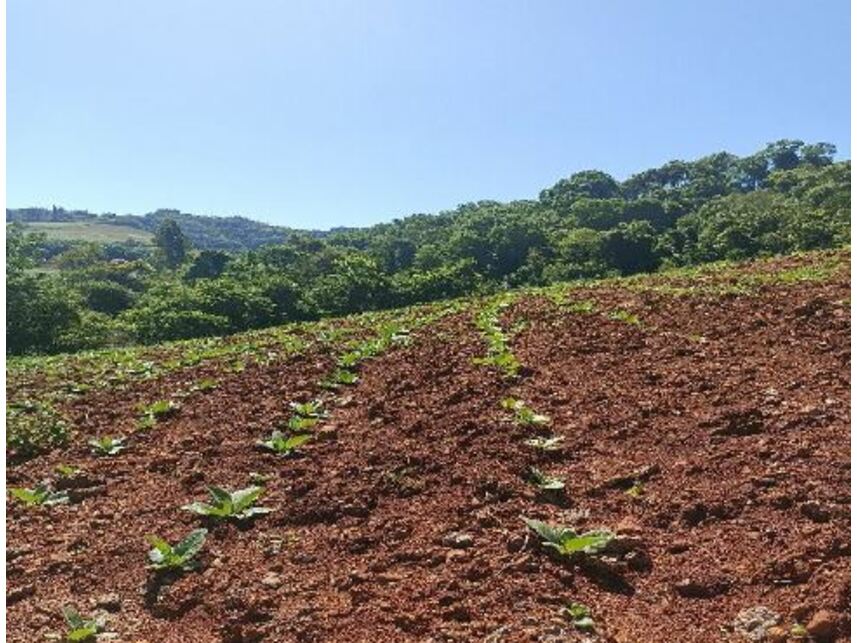 Imagem 5 do Leilão de Área Rural - Zona Rural - Mondaí/SC