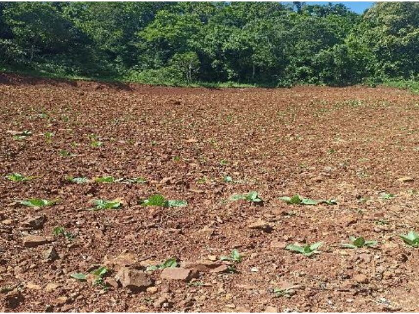 Imagem 2 do Leilão de Área Rural - Zona Rural - Mondaí/SC