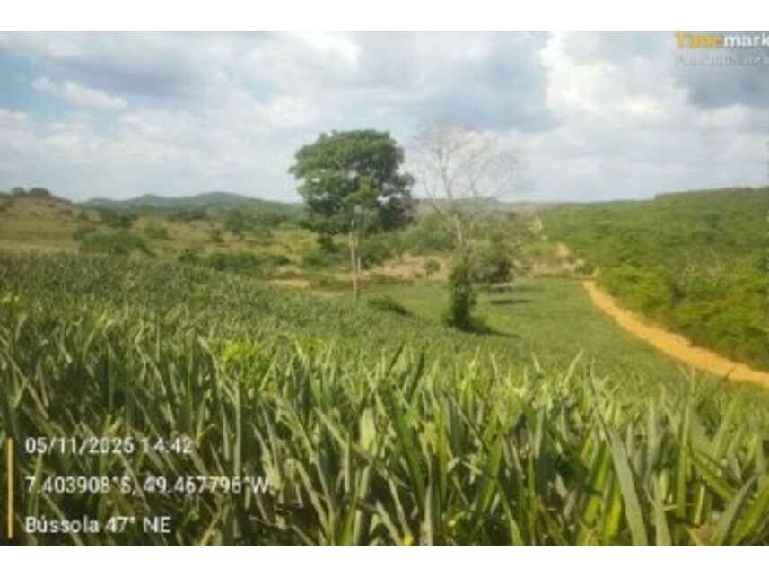 Imagem 9 do Leilão de Fazenda - Zona Rural - Floresta do Araguaia/PA