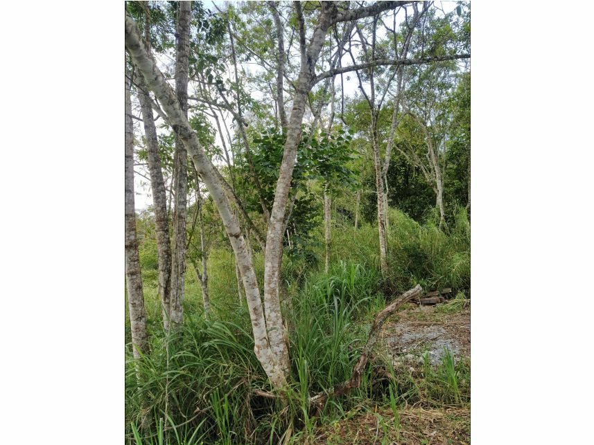 Imagem 3 do Leilão de Terreno - Jaguari - Santa Isabel/SP