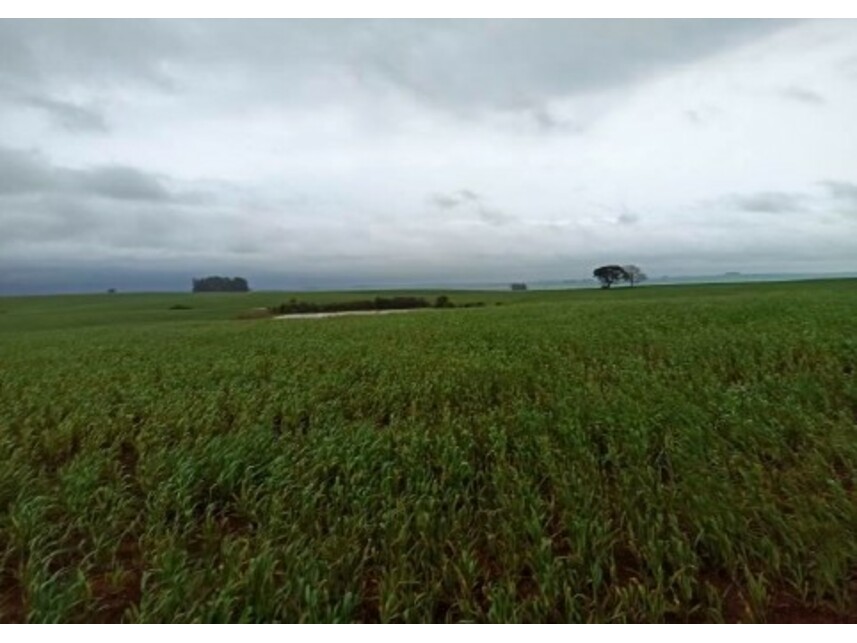 Imagem 2 do Leilão de Área Rural - Zona Rural - Tupanciretã/RS