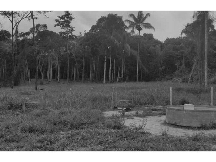 Imagem 5 do Leilão de Área Rural - Zona Rural - Vilhena/RO