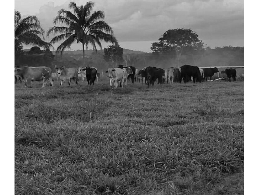 Imagem 6 do Leilão de Área Rural - Zona Rural - Vilhena/RO