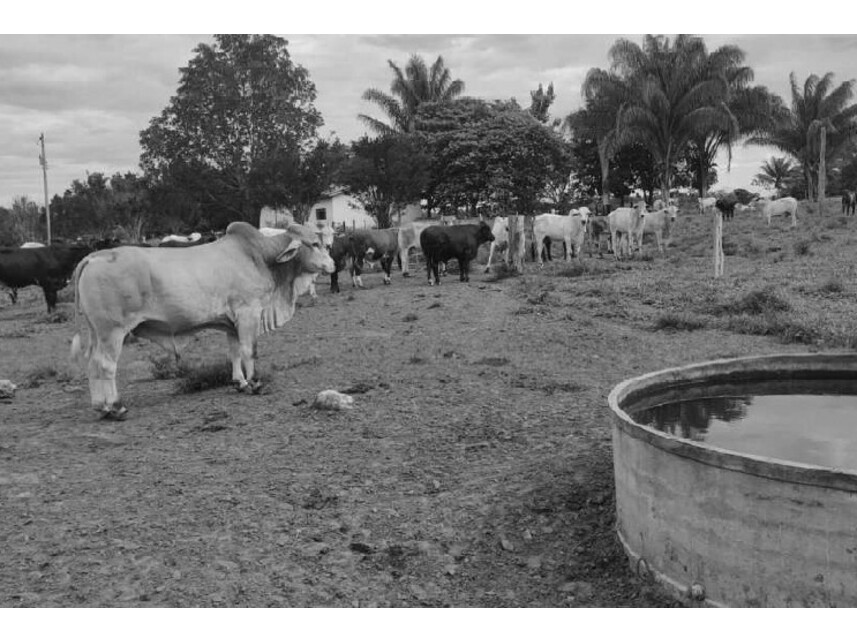 Imagem 2 do Leilão de Área Rural - Zona Rural - Vilhena/RO