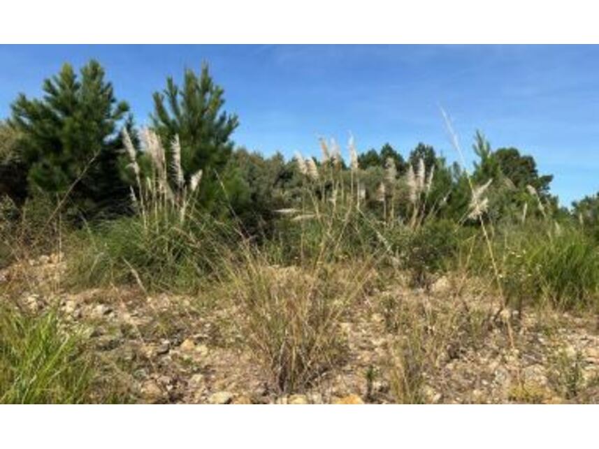 Imagem 3 do Leilão de Terreno - Centro Industrial Caxias - Caxias do Sul/RS