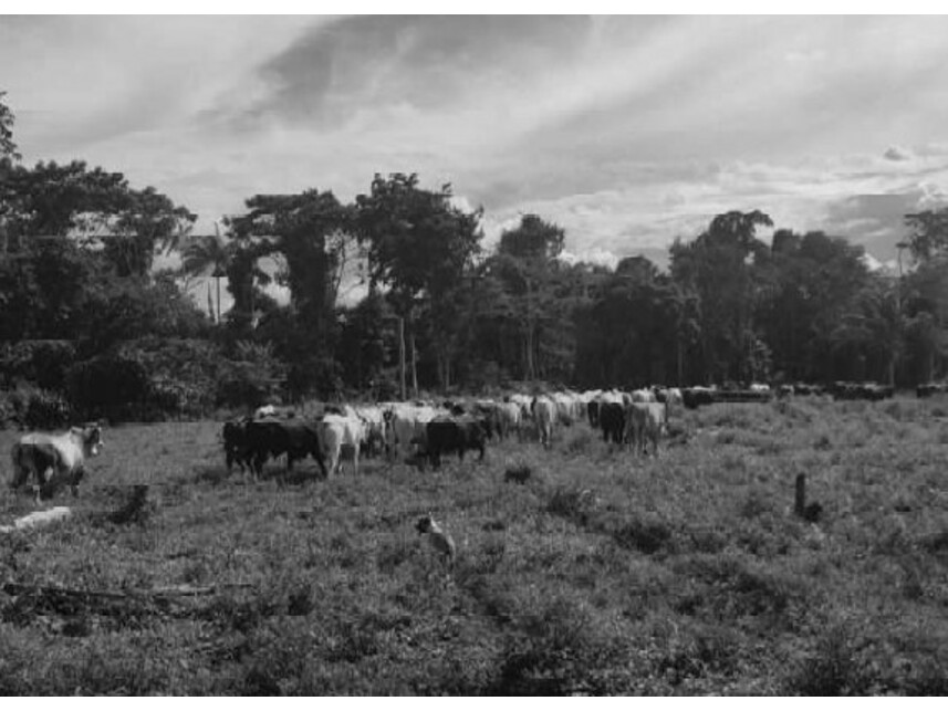 Imagem 7 do Leilão de Área Rural - Zona Rural - Vilhena/RO