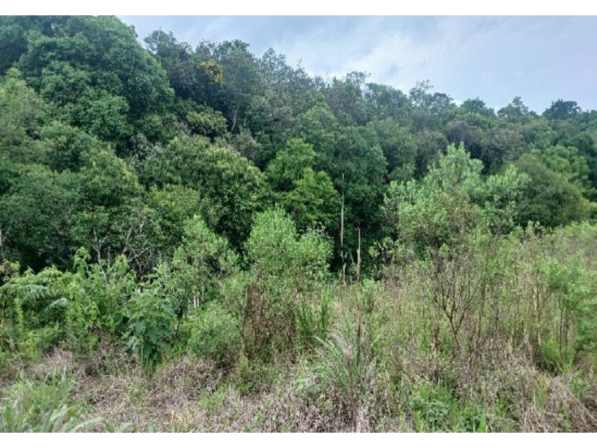 Imagem 5 do Leilão de Área Rural - Zona Rural - Balsa Nova/PR