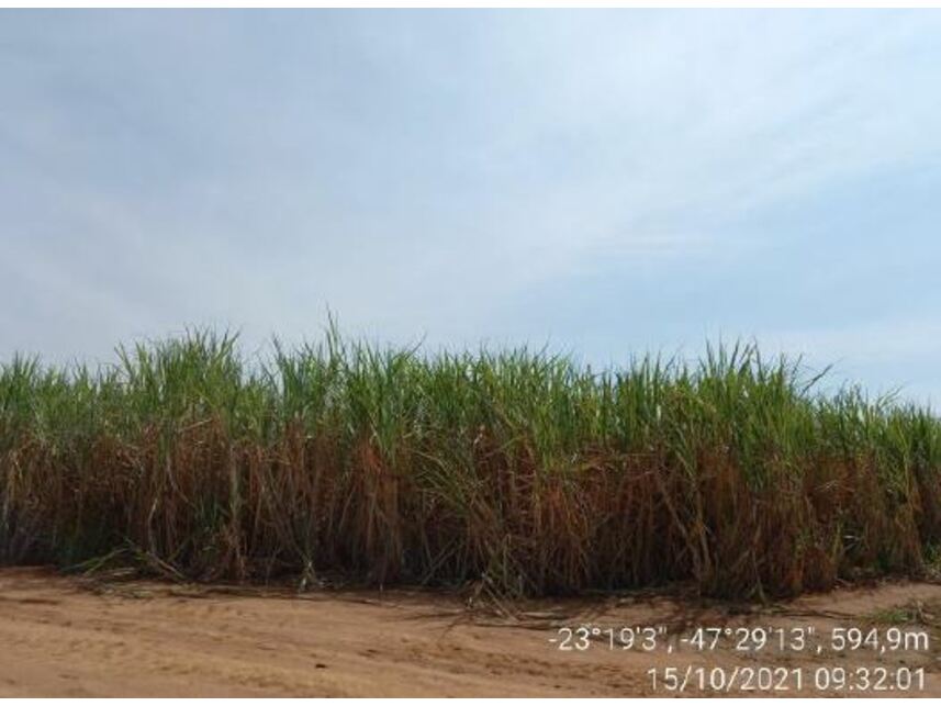 Imagem 18 do Leilão de Área Rural - Zona Rural - Porto Feliz/SP