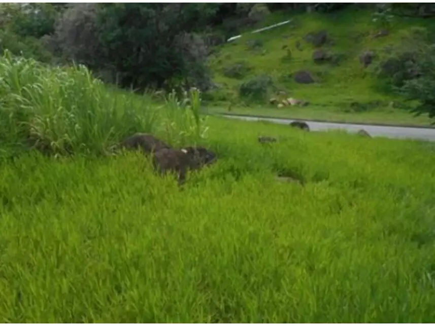 Terreno à venda em leilão - leilão extrajudicial - Valinhos SP - lance mínimo R$ 755.000