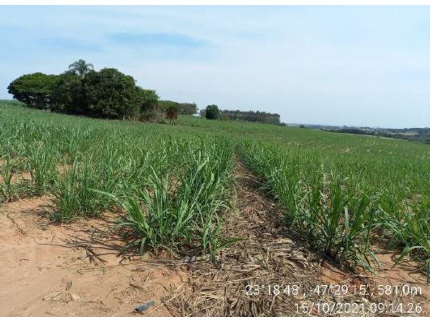 Imagem 4 do Leilão de Área Rural - Zona Rural - Porto Feliz/SP