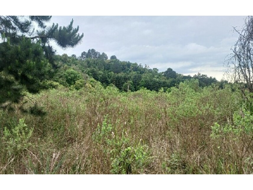 Imagem 3 do Leilão de Área Rural - Zona Rural - Balsa Nova/PR