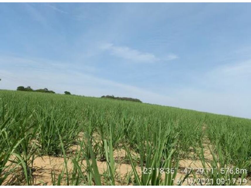 Imagem 8 do Leilão de Área Rural - Zona Rural - Porto Feliz/SP