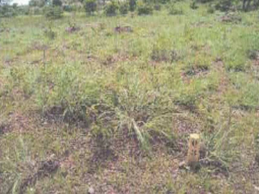 Imagem 2 do Leilão de Terreno - Nova Esperança - Cuiabá/MT
