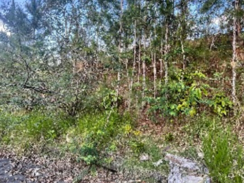 Imagem 4 do Leilão de Fazenda - Fazenda - Itajaí/SC