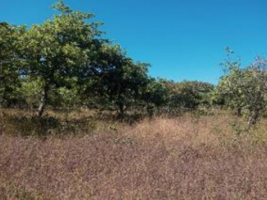 Imagem 4 do Leilão de Terreno - Curimatã - Pacajus/CE