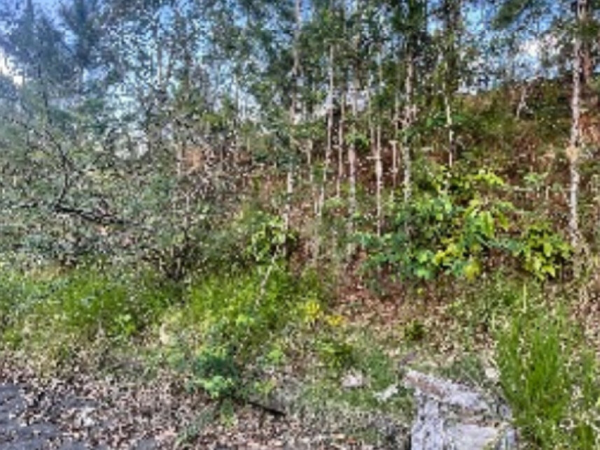 Imagem 6 do Leilão de Fazenda - Fazenda - Itajaí/SC