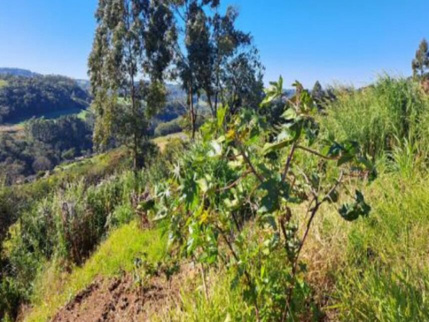 Imagem 5 do Leilão de Terreno - Interior - Cordilheira Alta/SC