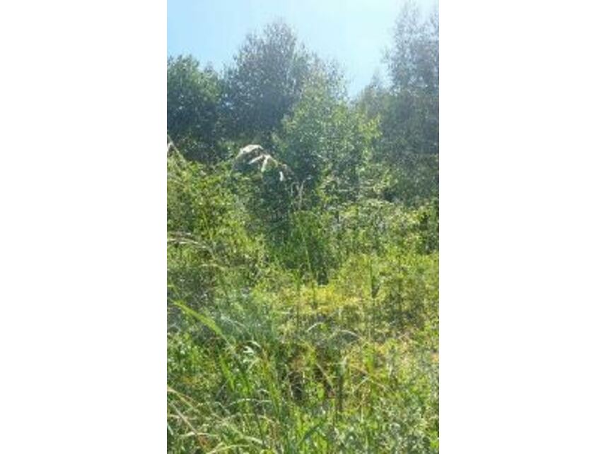 Imagem 5 do Leilão de Área Rural - Zona Rural - Vila Maria/RS