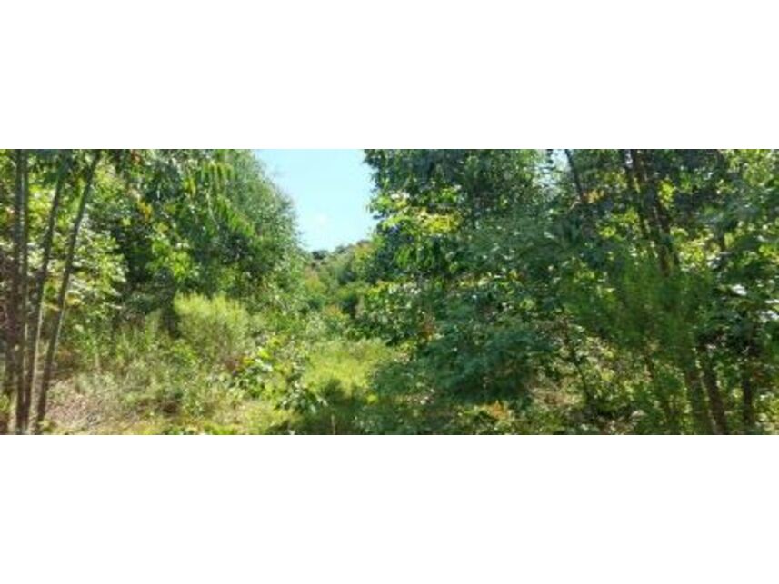 Imagem 2 do Leilão de Área Rural - Zona Rural - Vila Maria/RS