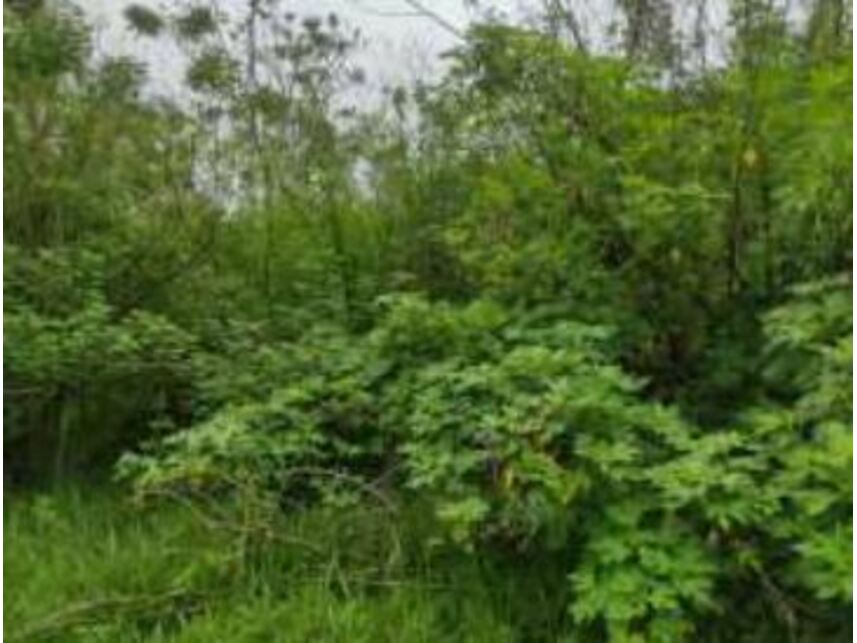 Imagem 23 do Leilão de Terreno - Chácaras Saia Velha - Cidade Ocidental/GO