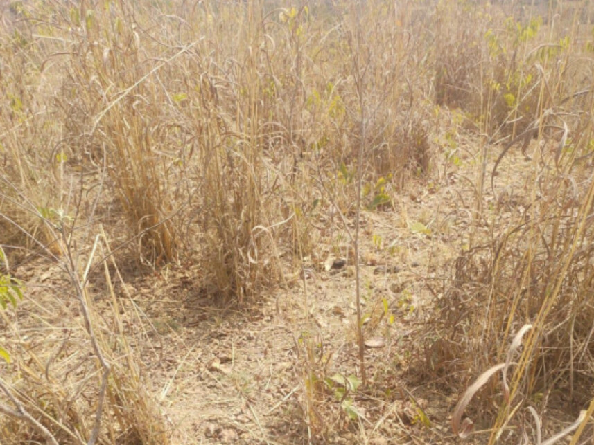 Imagem 9 do Leilão de Fazenda - Zona Rural - Lagamar/MG