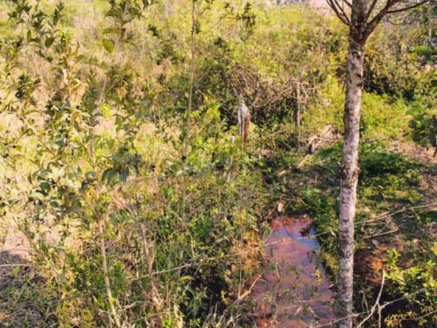 Imagem 4 do Leilão de Fazenda - Zona Rural - Monte Belo/MG