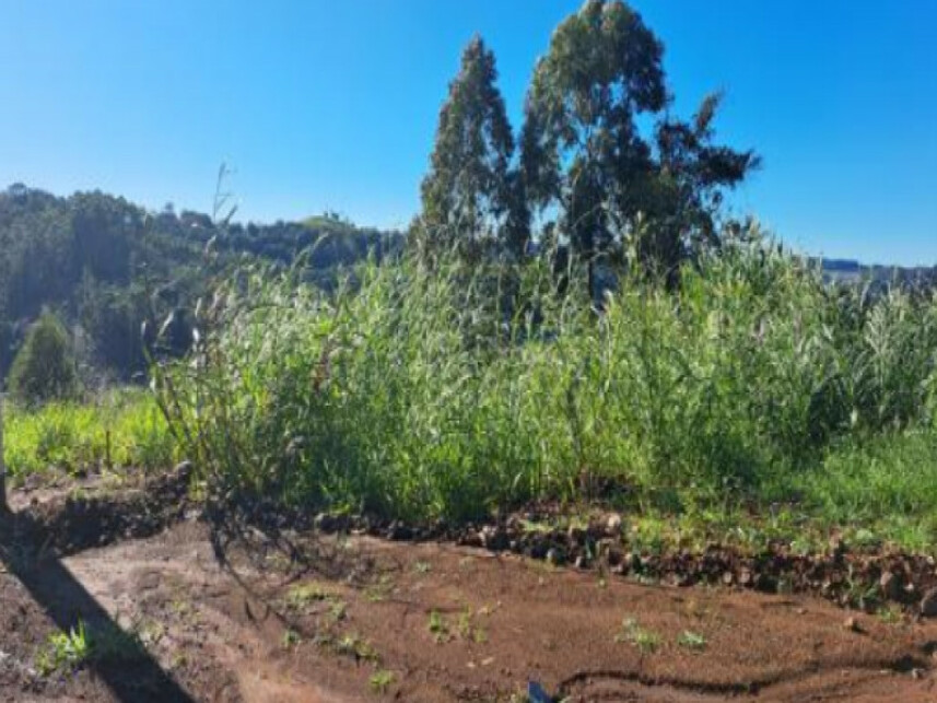 Imagem 4 do Leilão de Terreno - Interior - Cordilheira Alta/SC