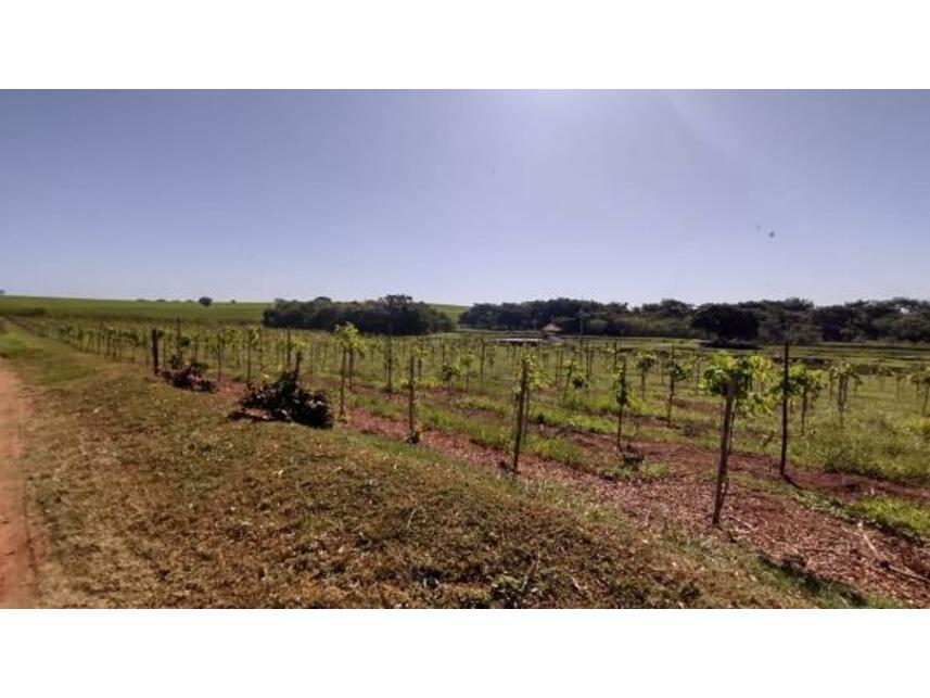 Imagem 11 do Leilão de Áreas Rurais - Gleba Pau Dalho - São João do Pau D'alho/SP