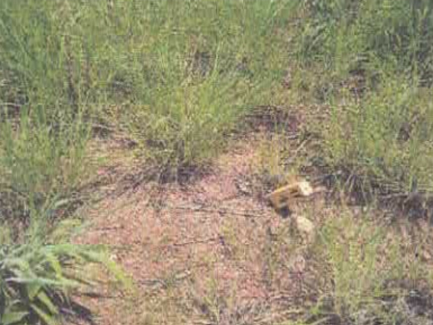 Imagem 2 do Leilão de Terreno - Nova Esperança - Cuiabá/MT