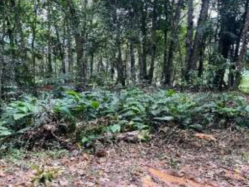 Imagem 2 do Leilão de Área Rural - Progresso - Blumenau/SC
