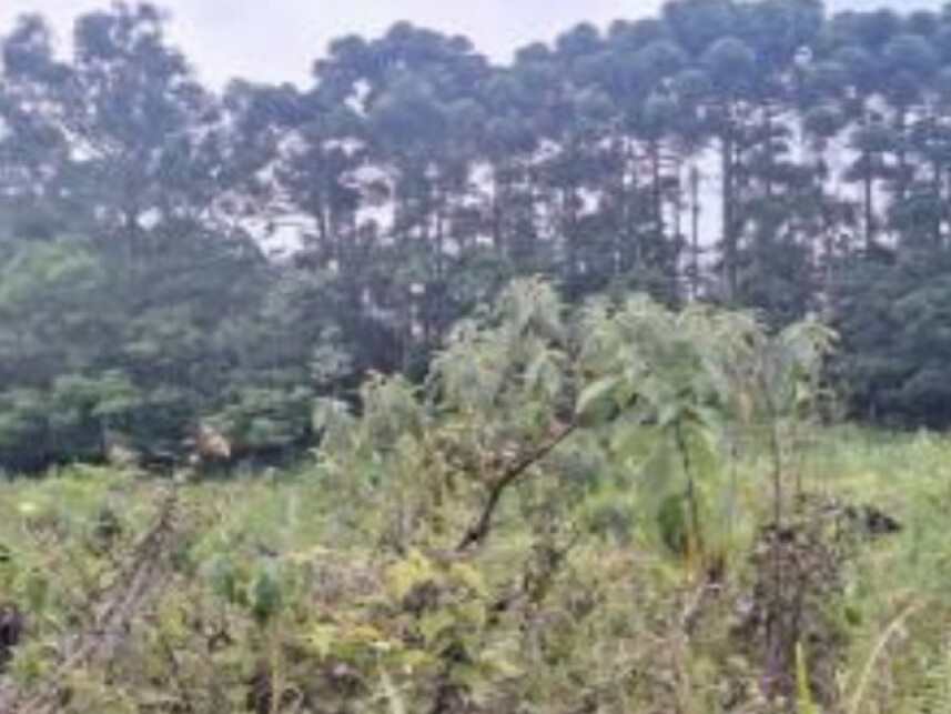 Imagem 9 do Leilão de Área Rural - Centro - Canela/RS