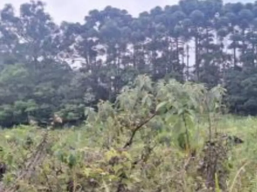 Leilão de Terreno Imóvel em Canela/RS - Lance Inicial R$ 292.106 - Extrajudicial