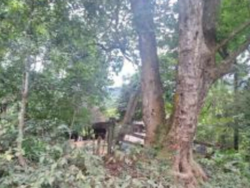 Imagem 2 do Leilão de Área Rural - Centro - Canela/RS