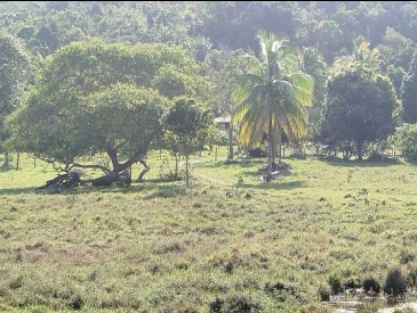 Imagem 4 do Leilão de Terreno - Distrito de Pirajuia - Jaguaripe/BA