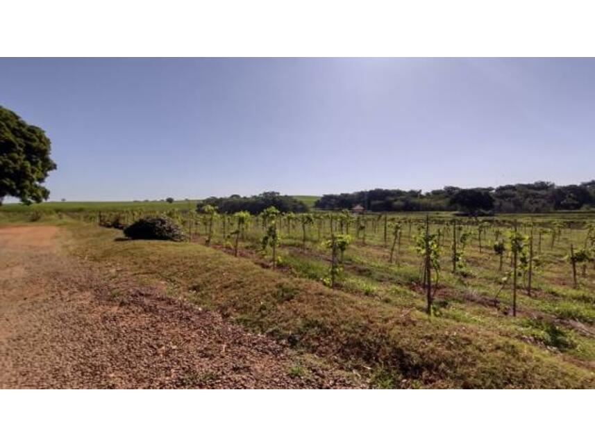 Imagem 10 do Leilão de Áreas Rurais - Gleba Pau Dalho - São João do Pau D'alho/SP