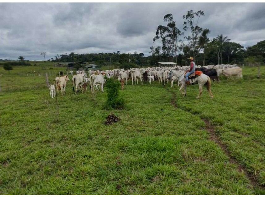 Imagem 9 do Leilão de Área Rural - Zona Rural - Vilhena/RO