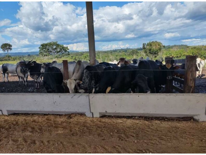Imagem 8 do Leilão de Área Rural - Zona Rural - Vilhena/RO