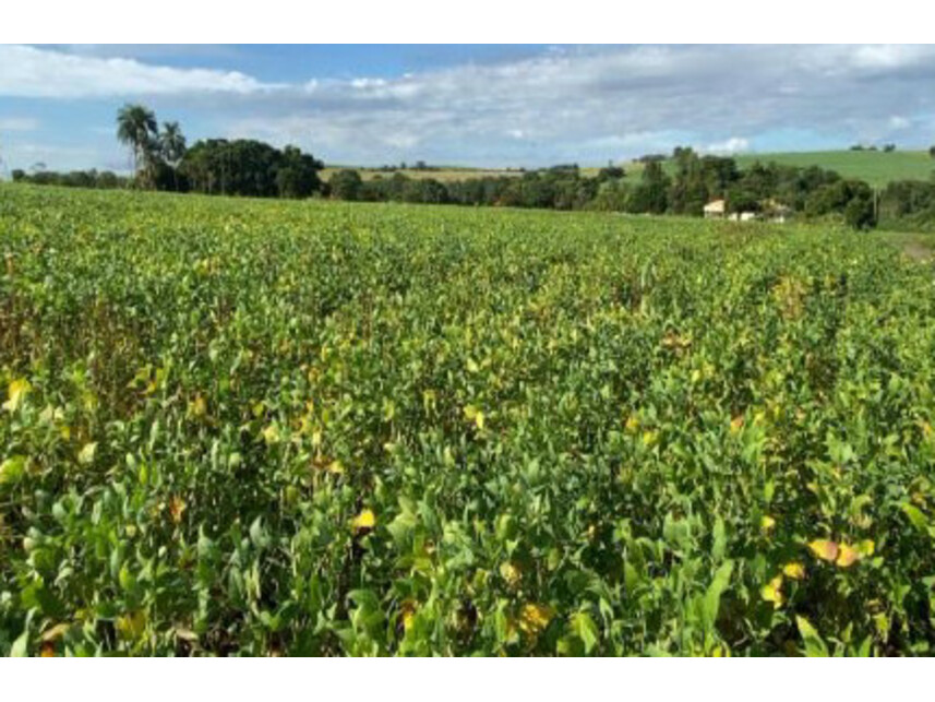 Imagem  do Leilão de Área Rural - Área Rural de Maracaí - Maracaí/SP