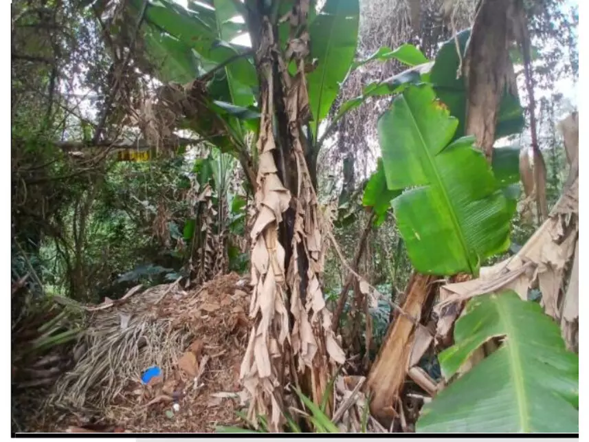 Leilão de Terreno Imóvel em Cotia/SP - Lance Inicial R$ 425.000 - Extrajudicial