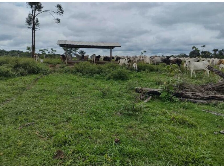 Imagem 10 do Leilão de Área Rural - Zona Rural - Vilhena/RO