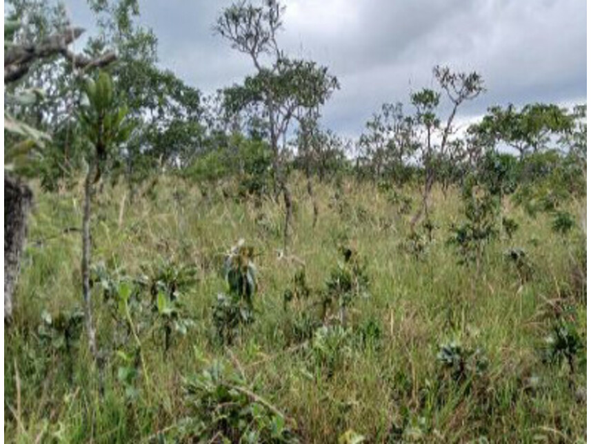 Imagem  do Leilão de Área Rural - Zona Rural - Darcinópolis/TO