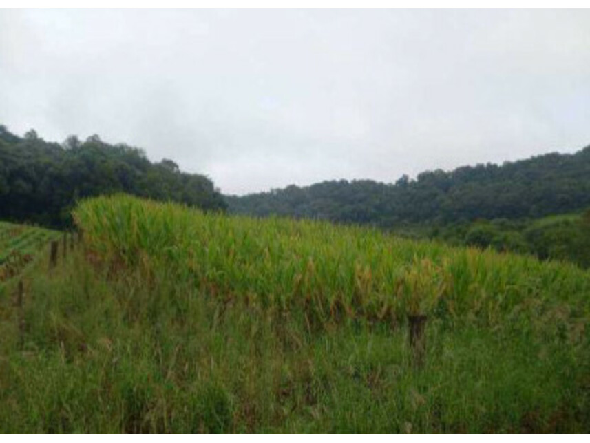 Imagem 4 do Leilão de Área Rural - Zona Rural - Iraceminha/SC