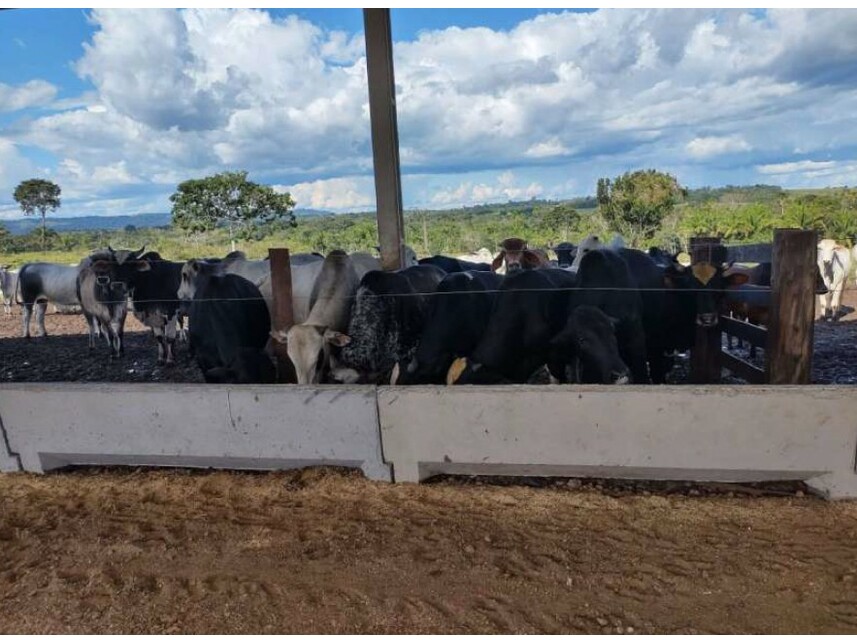 Imagem 3 do Leilão de Área Rural - Zona Rural - Vilhena/RO