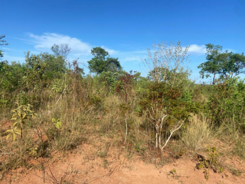 Imagem 2 do Leilão de Área Rural - Área Rural de Luislândia - Luislândia/MG