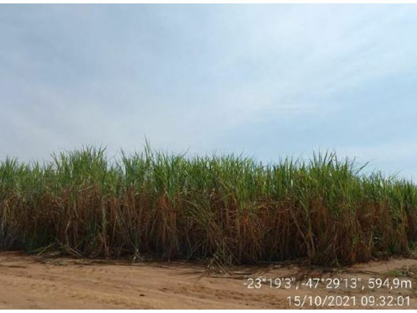 Imagem 6 do Leilão de Área Rural - Zona Rural - Porto Feliz/SP