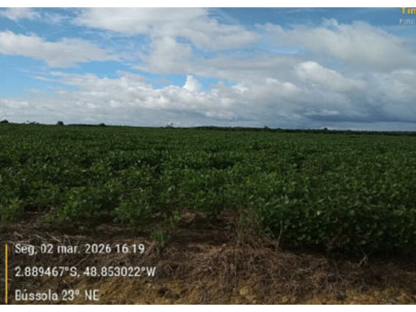 Imagem 14 do Leilão de Área Rural - Zona Rural - Tailândia/PA