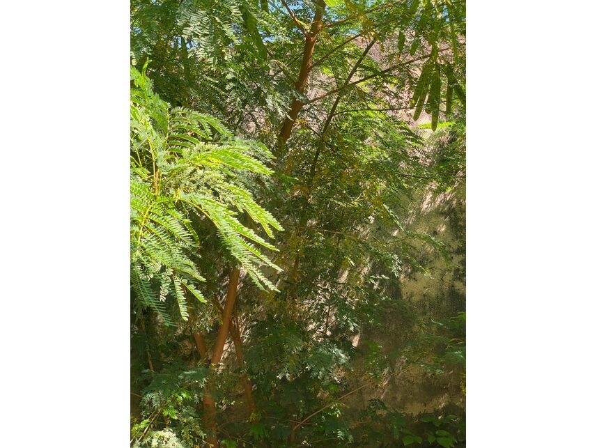 Imagem 24 do Leilão de Casa - Parque Brasília - Campinas/SP