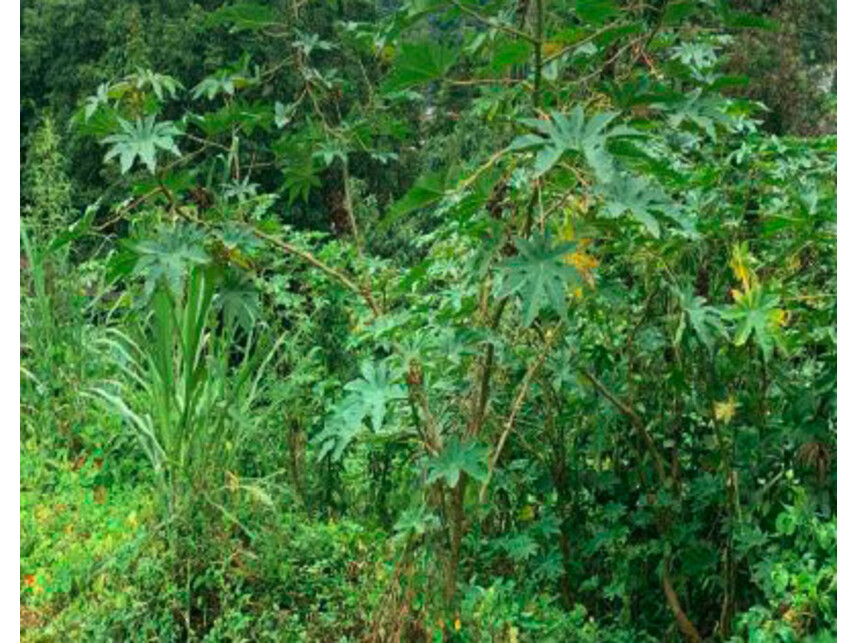 Imagem 3 do Leilão de Terreno - Flor da Serra - Joaçaba/SC