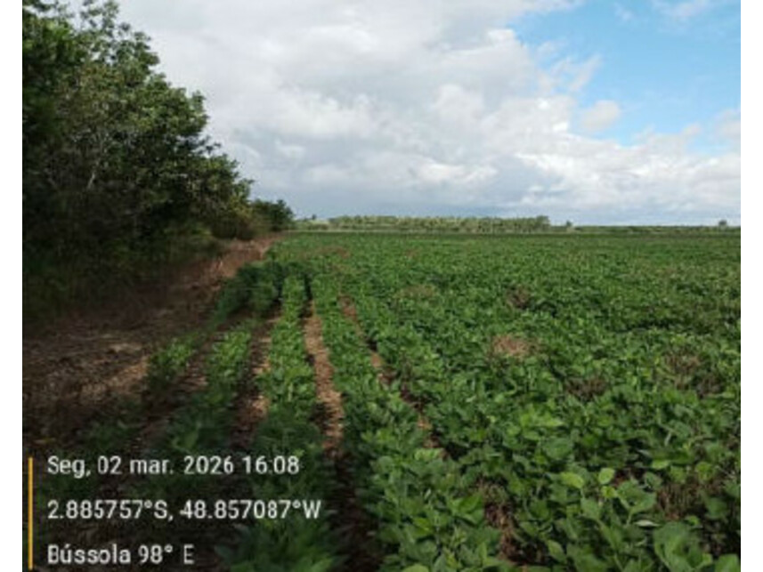 Imagem 9 do Leilão de Área Rural - Zona Rural - Tailândia/PA