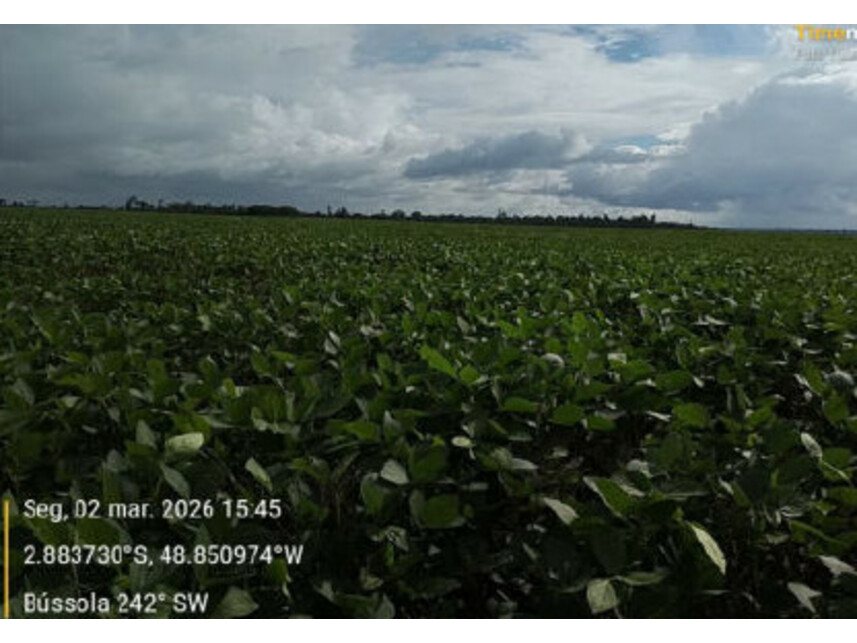 Imagem 3 do Leilão de Área Rural - Zona Rural - Tailândia/PA